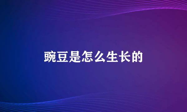 豌豆是怎么生长的