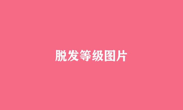 脱发等级图片