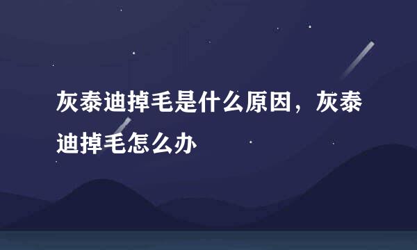 灰泰迪掉毛是什么原因，灰泰迪掉毛怎么办