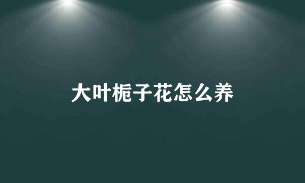 大叶栀子花怎么养