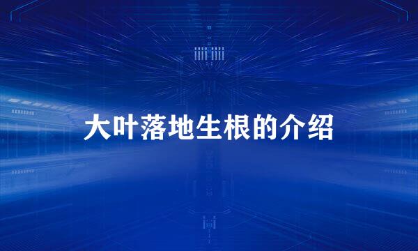 大叶落地生根的介绍