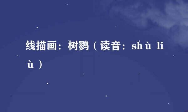 线描画：树鹨（读音：shù liù）
