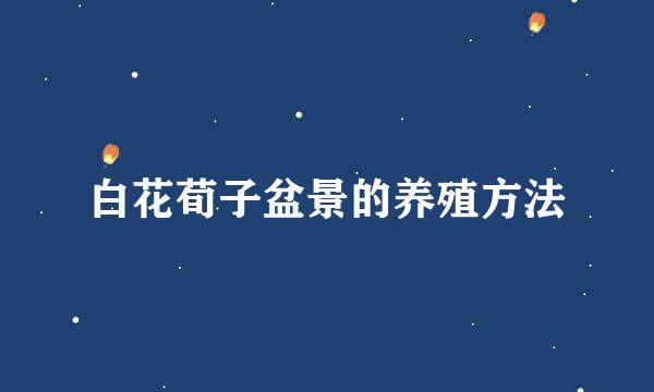 白花荀子盆景的养殖方法