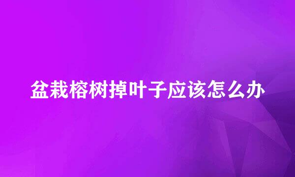 盆栽榕树掉叶子应该怎么办