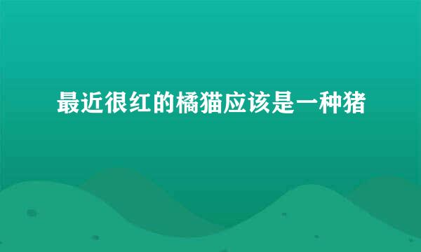 最近很红的橘猫应该是一种猪