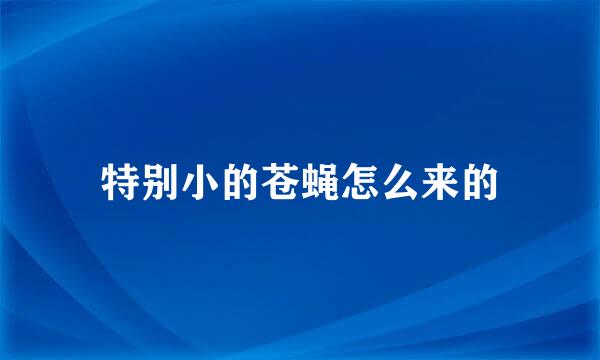 特别小的苍蝇怎么来的
