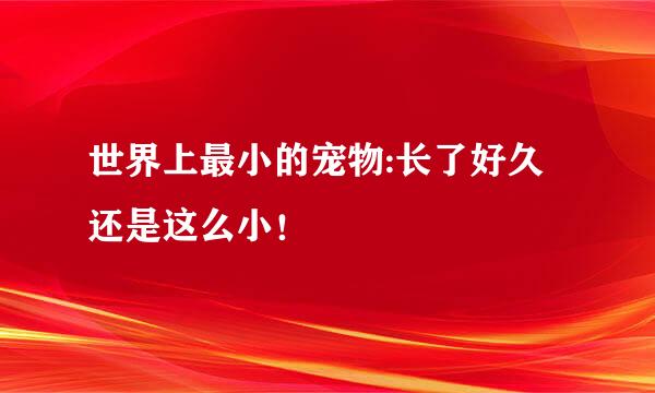 世界上最小的宠物:长了好久还是这么小！