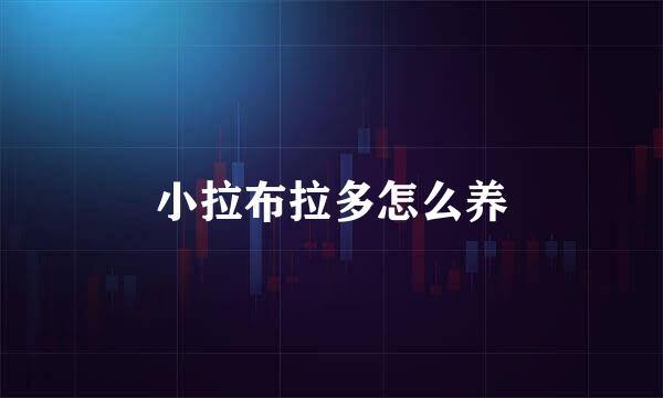 小拉布拉多怎么养
