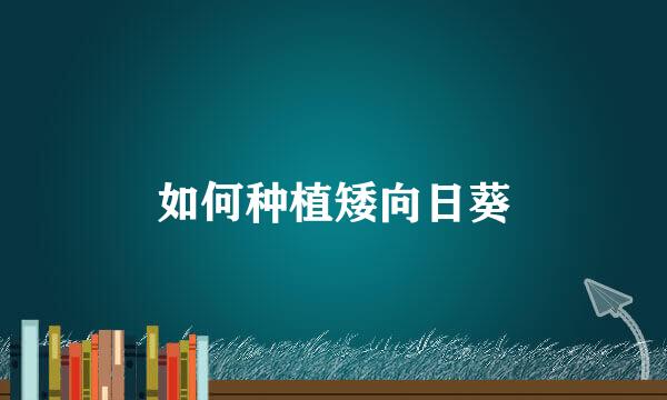 如何种植矮向日葵