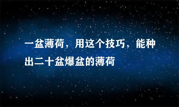 一盆薄荷，用这个技巧，能种出二十盆爆盆的薄荷