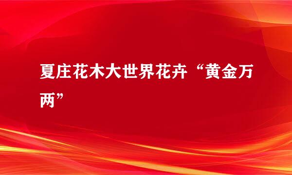 夏庄花木大世界花卉“黄金万两”