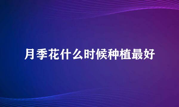 月季花什么时候种植最好