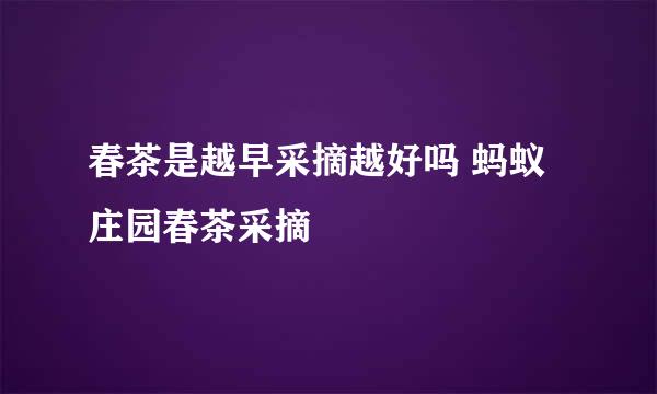 春茶是越早采摘越好吗 蚂蚁庄园春茶采摘