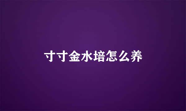 寸寸金水培怎么养