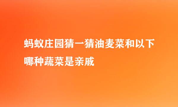 蚂蚁庄园猜一猜油麦菜和以下哪种蔬菜是亲戚
