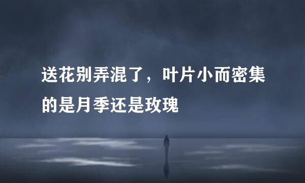 送花别弄混了，叶片小而密集的是月季还是玫瑰