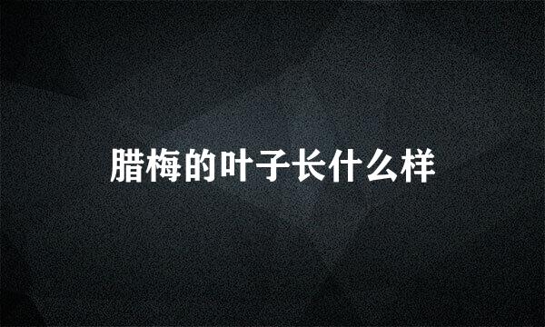 腊梅的叶子长什么样