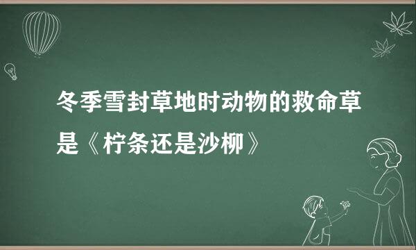 冬季雪封草地时动物的救命草是《柠条还是沙柳》