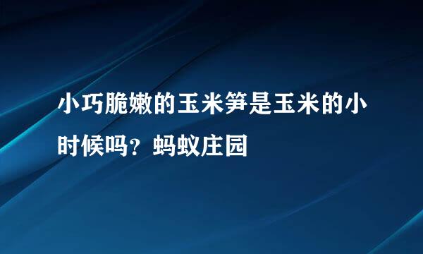 小巧脆嫩的玉米笋是玉米的小时候吗？蚂蚁庄园