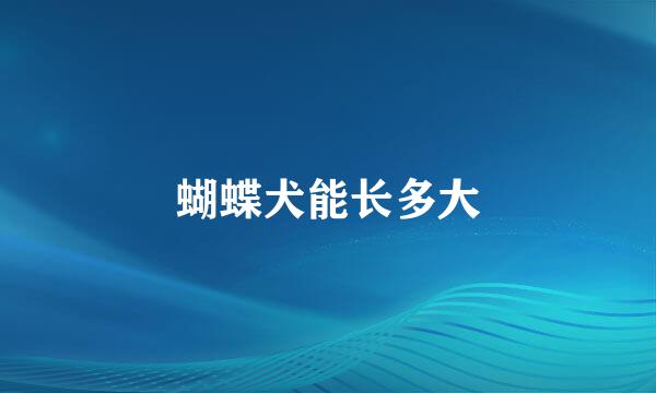 蝴蝶犬能长多大