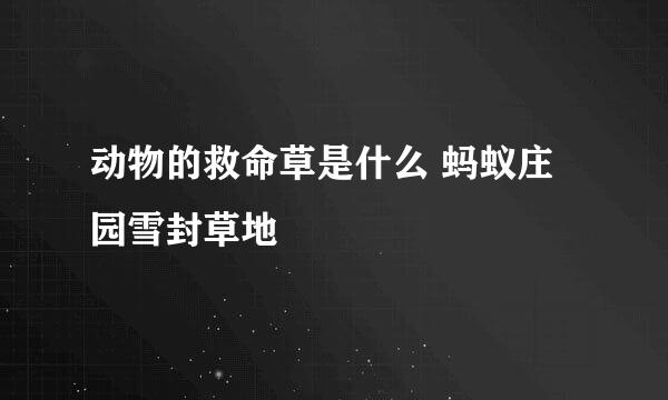 动物的救命草是什么 蚂蚁庄园雪封草地
