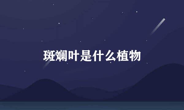 斑斓叶是什么植物
