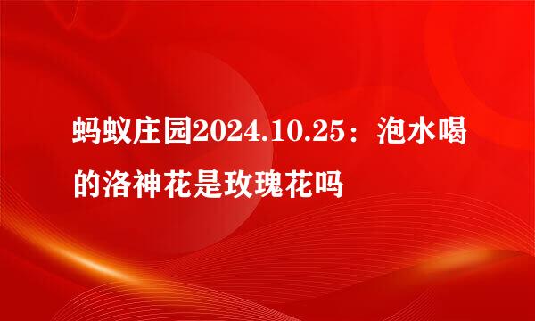 蚂蚁庄园2024.10.25：泡水喝的洛神花是玫瑰花吗