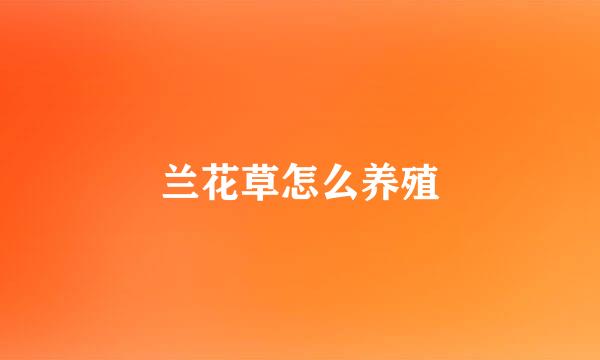 兰花草怎么养殖