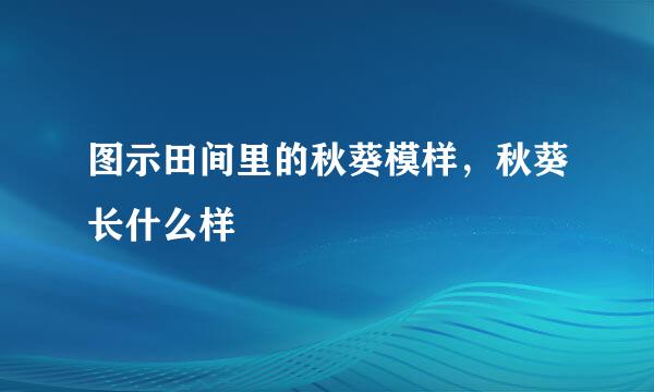 图示田间里的秋葵模样，秋葵长什么样