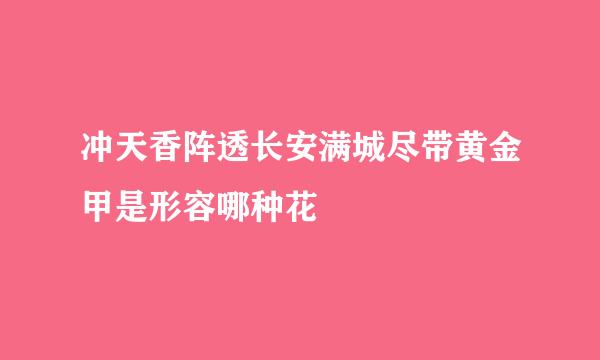 冲天香阵透长安满城尽带黄金甲是形容哪种花