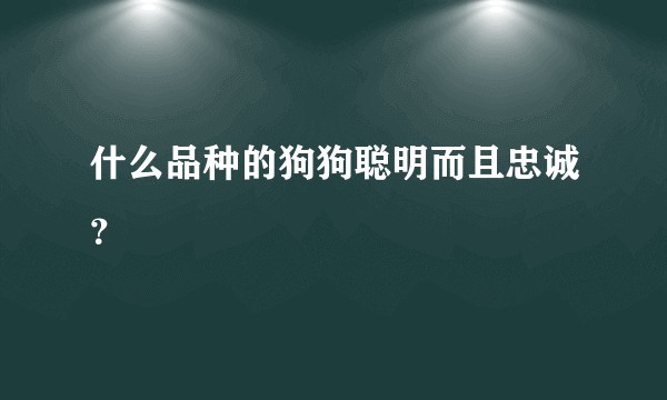 什么品种的狗狗聪明而且忠诚？