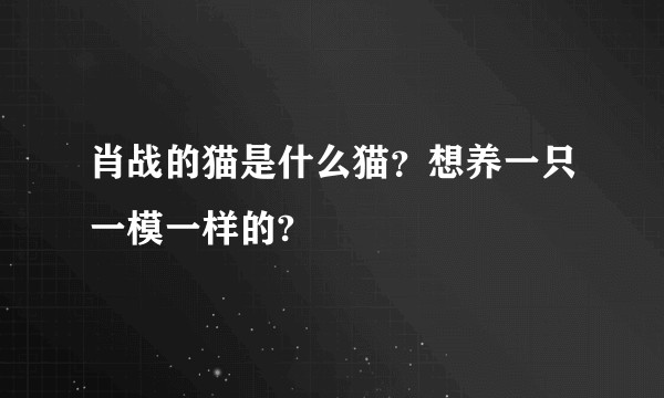 肖战的猫是什么猫？想养一只一模一样的?