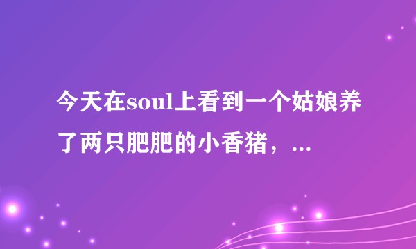 今天在soul上看到一个姑娘养了两只肥肥的小香猪，还画面非常和谐可爱，我就想问小香猪养大了能吃么?