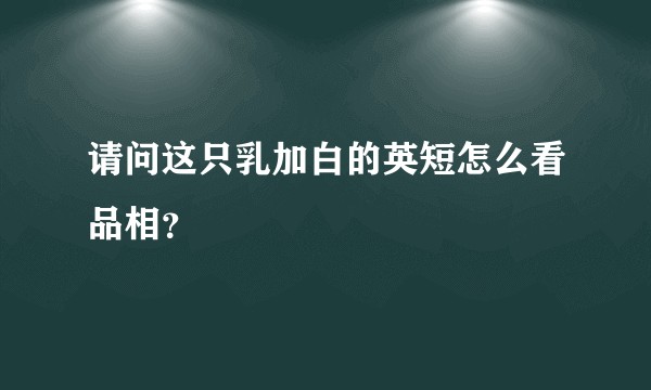 请问这只乳加白的英短怎么看品相？
