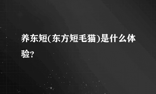 养东短(东方短毛猫)是什么体验？